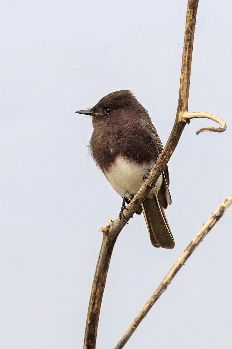 Black Phoebe - ML644606548