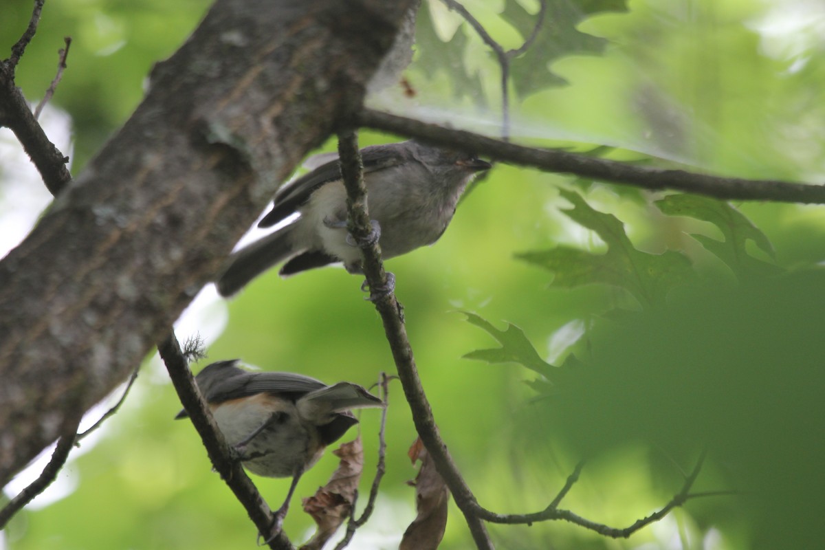 gråduskmeis - ML644606572