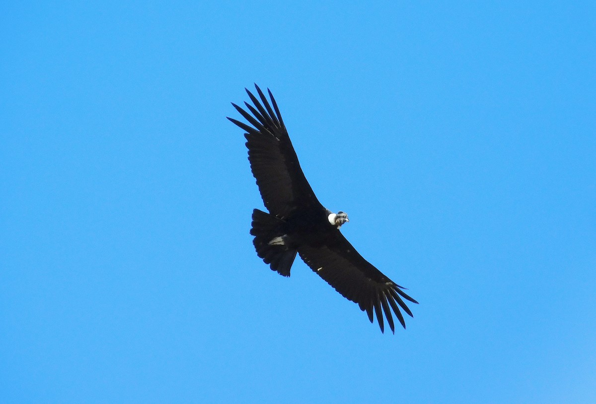 Andean Condor - ML644606573