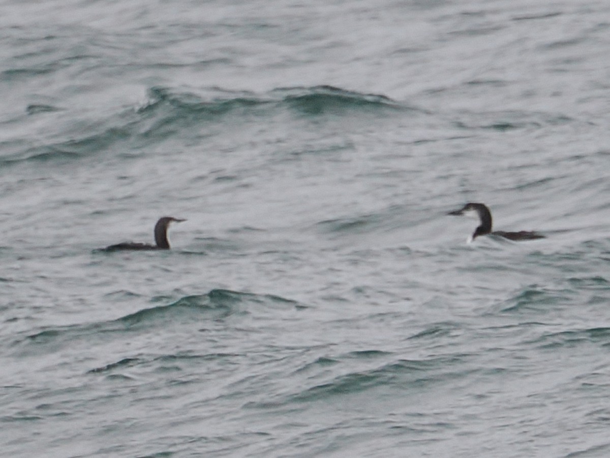 Plongeon du Pacifique - ML644606577