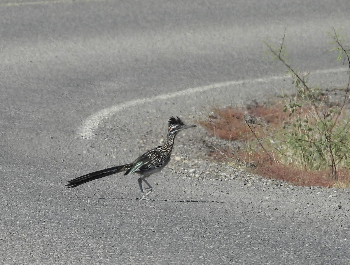 Greater Roadrunner - ML644606578