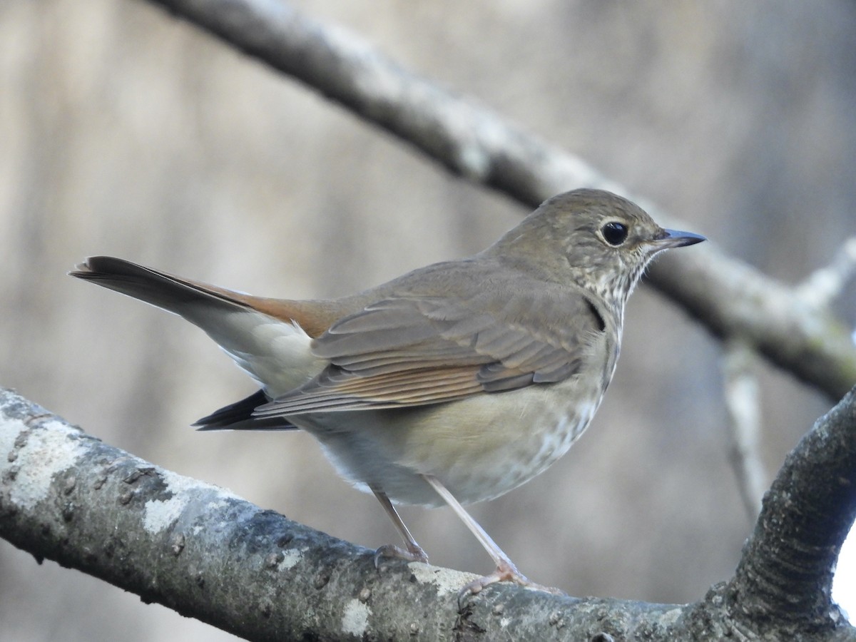 Grive solitaire - ML644606604