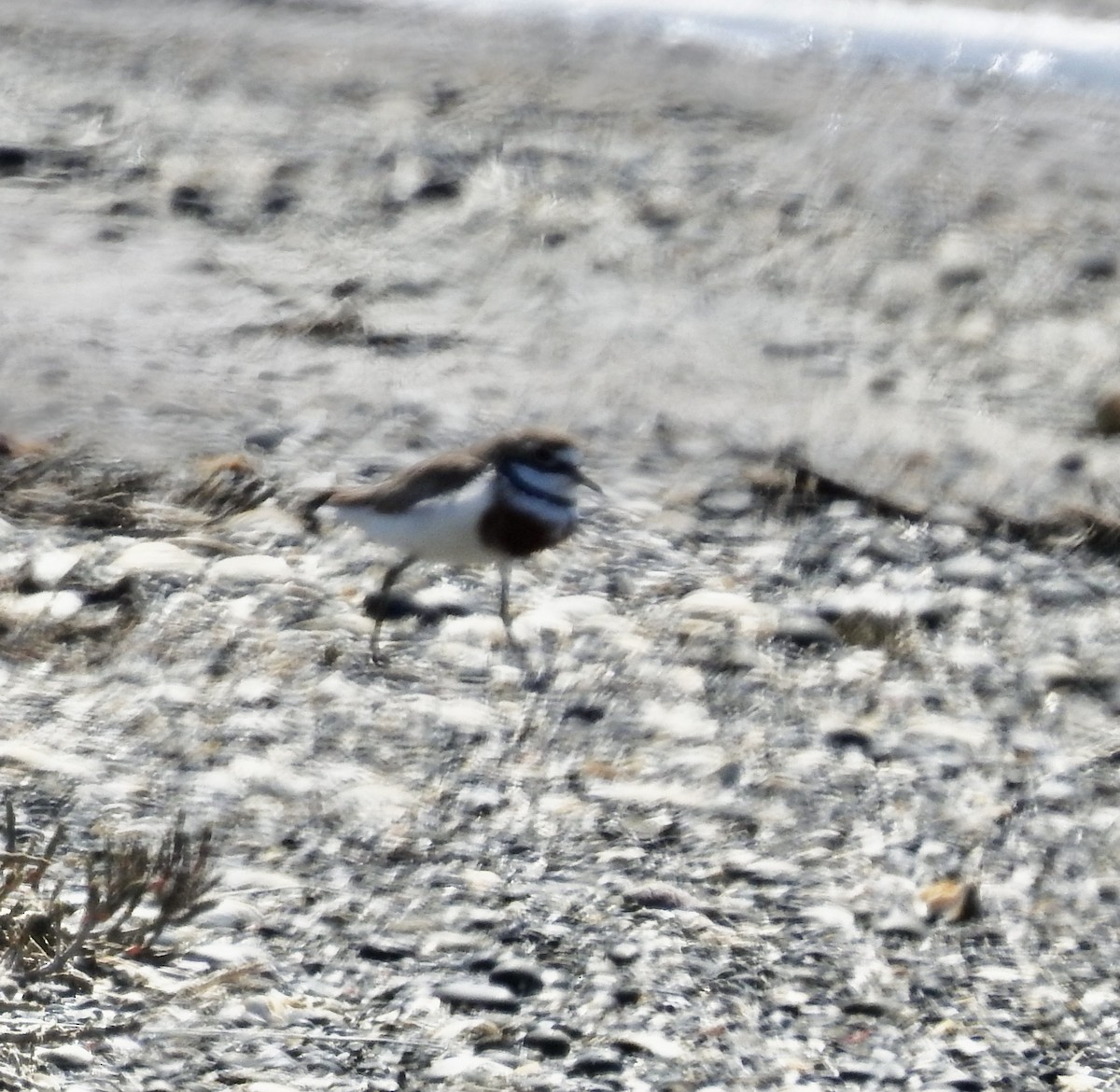 Double-banded Plover - ML644606607