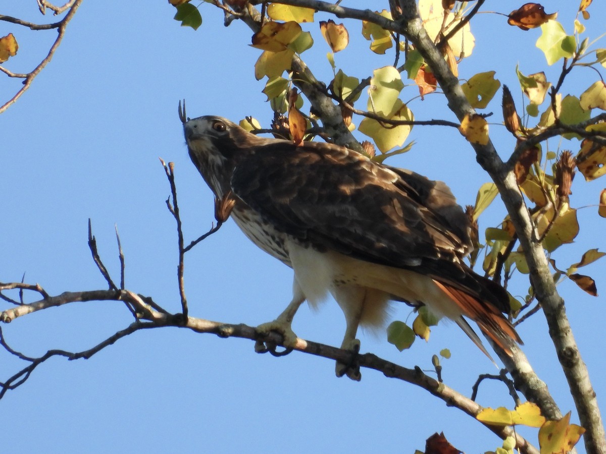 Buse à queue rousse - ML644606619