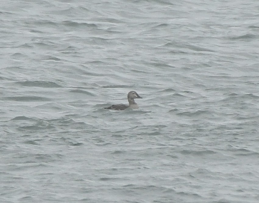 King Eider - ML644606624