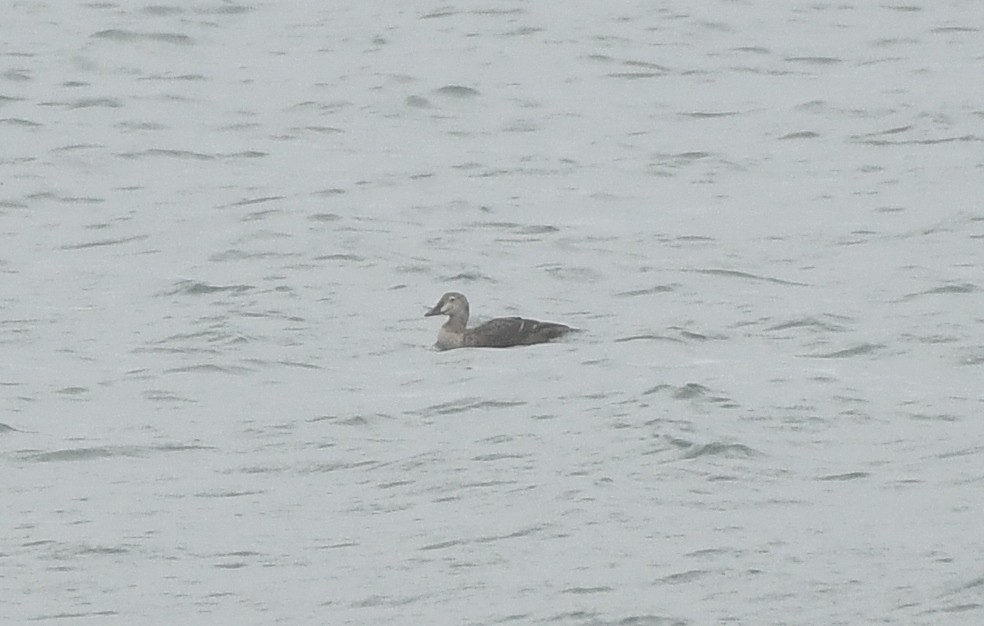 King Eider - ML644606625