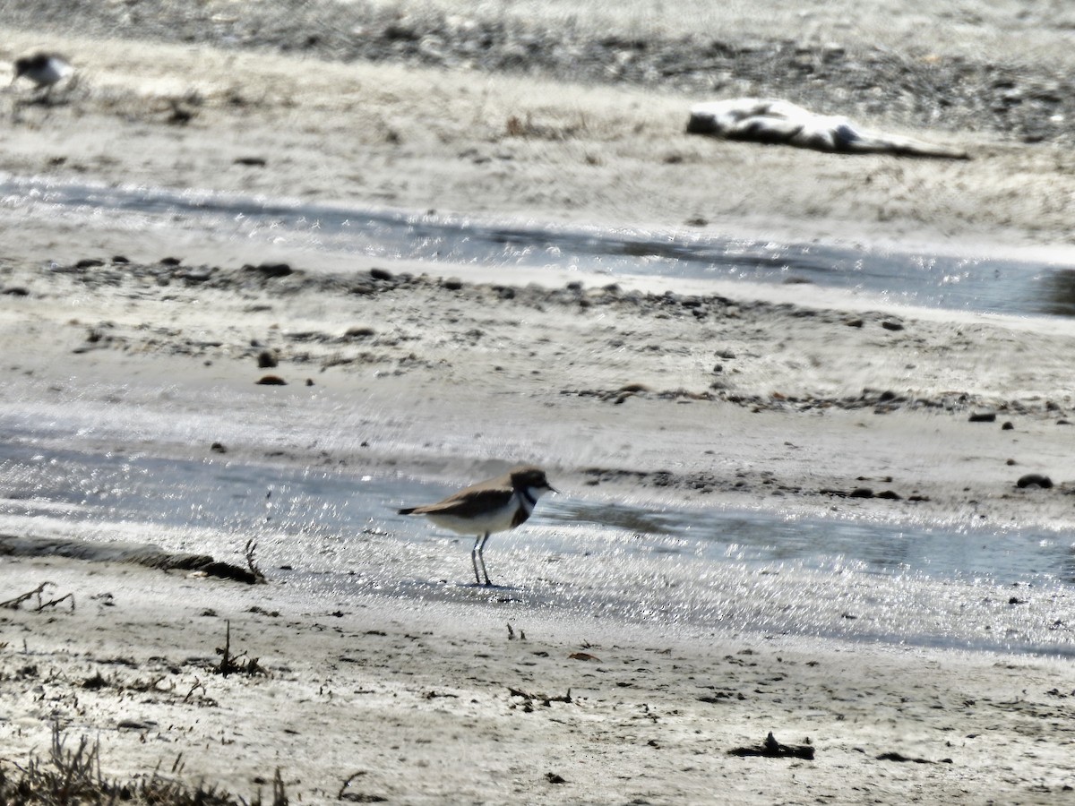Double-banded Plover - ML644606626