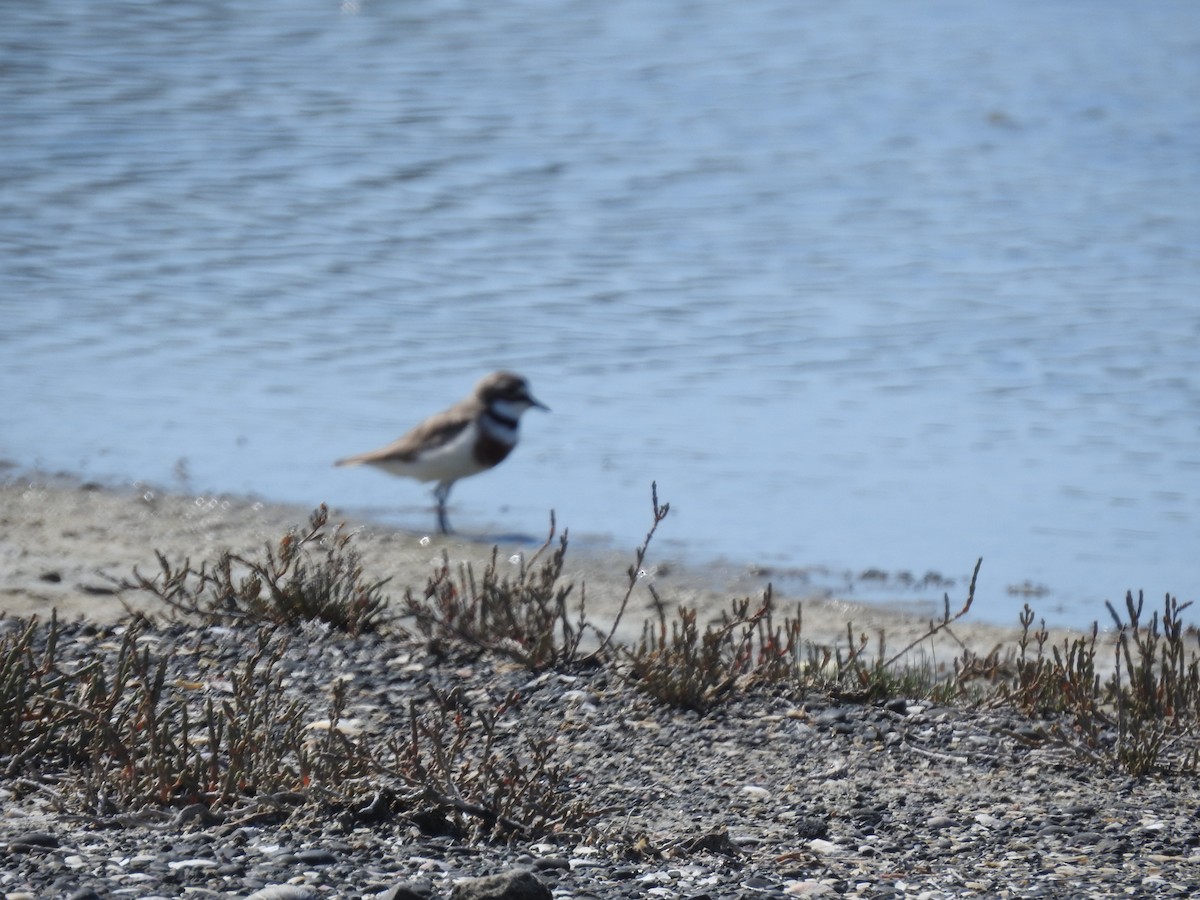 Double-banded Plover - ML644606635