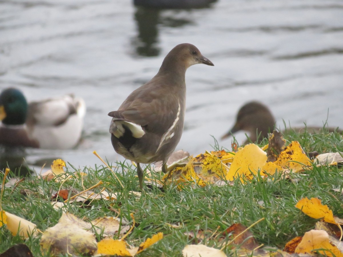 Eurasian Moorhen - ML644606641