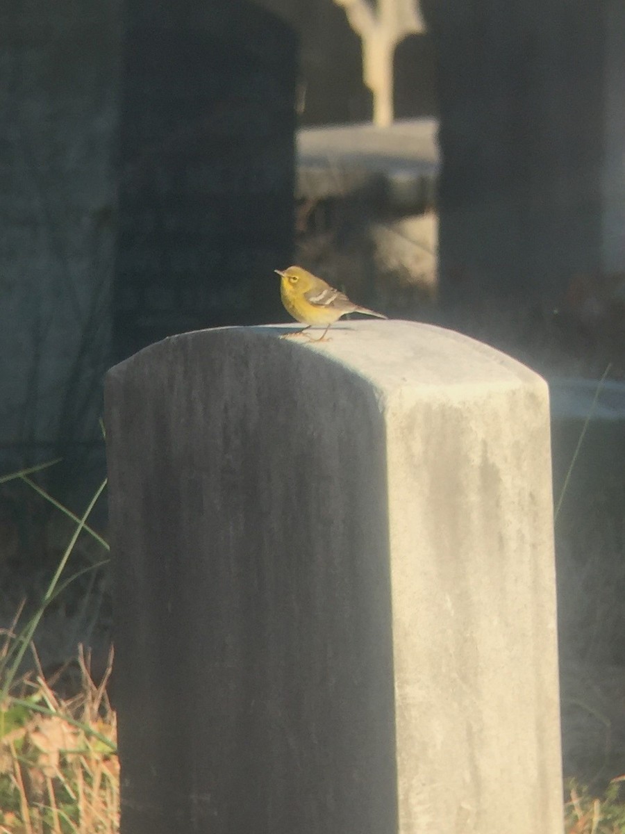 סבכון אורנים - ML644606642