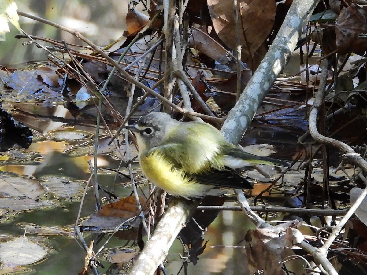 Blue-headed Vireo - ML644606644
