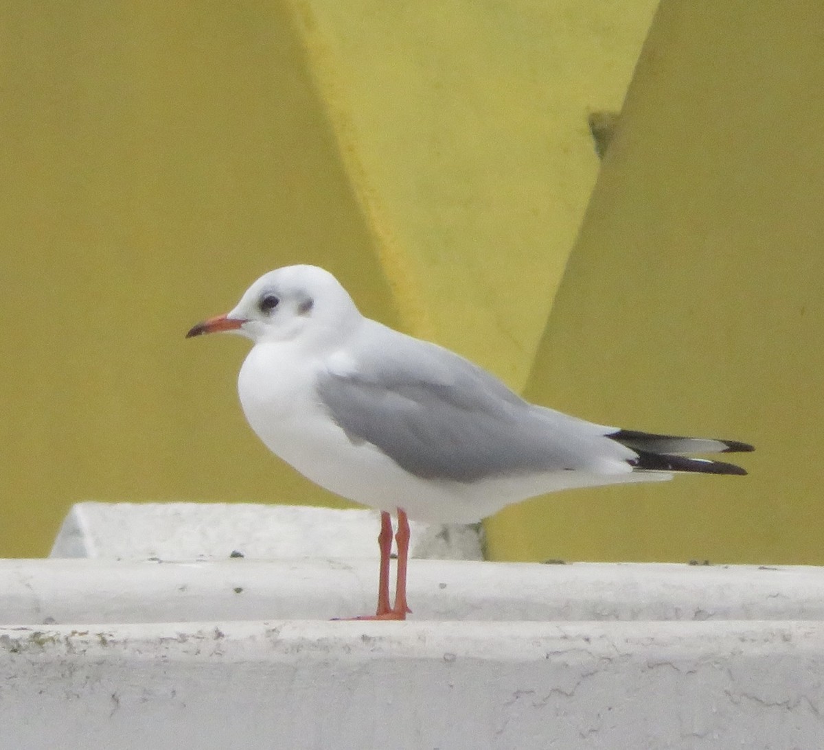 Black-headed Gull - ML644606650