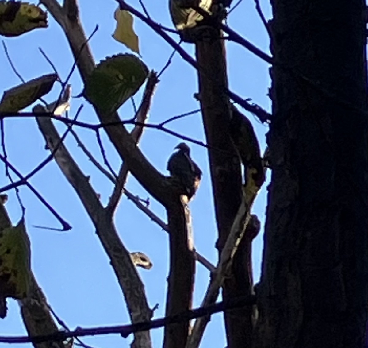 Turkey Vulture - ML644606653