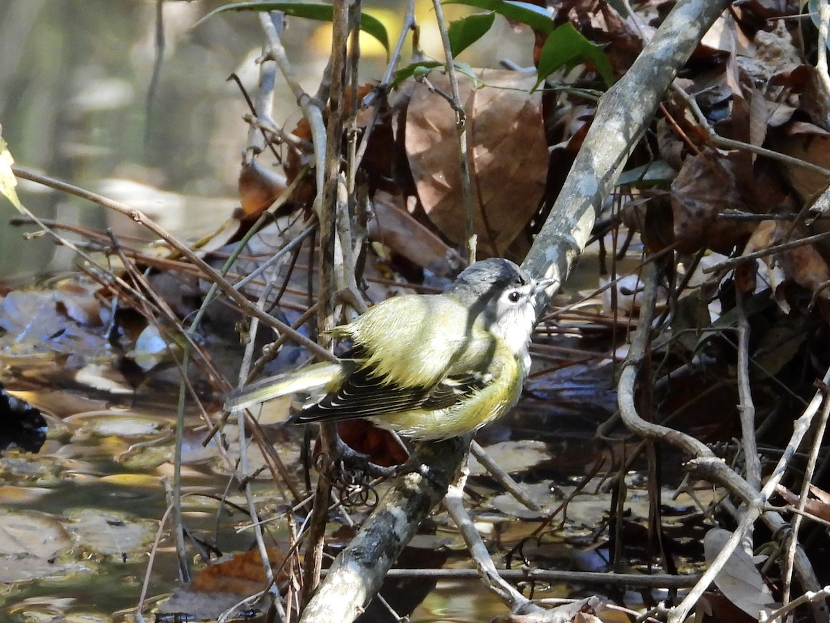 Blue-headed Vireo - ML644606655