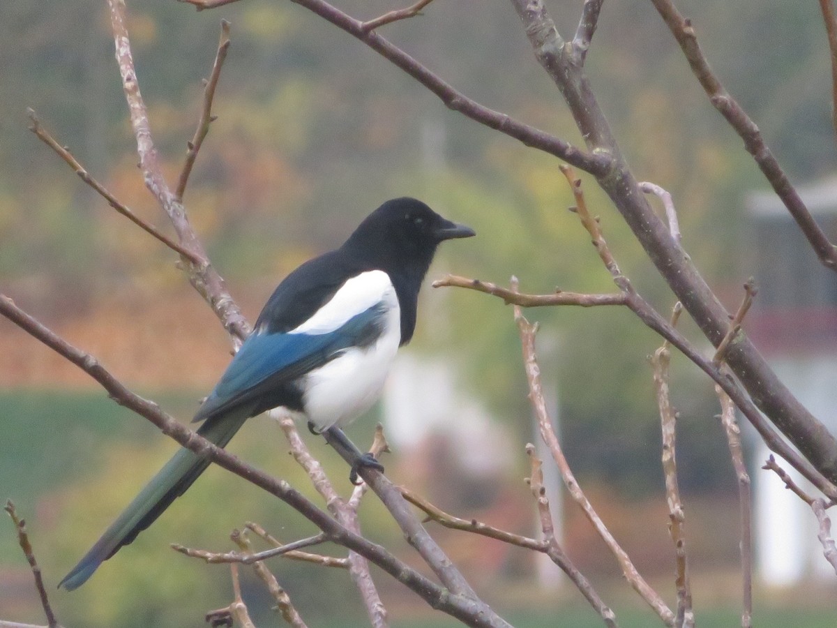 Eurasian Magpie - ML644606657