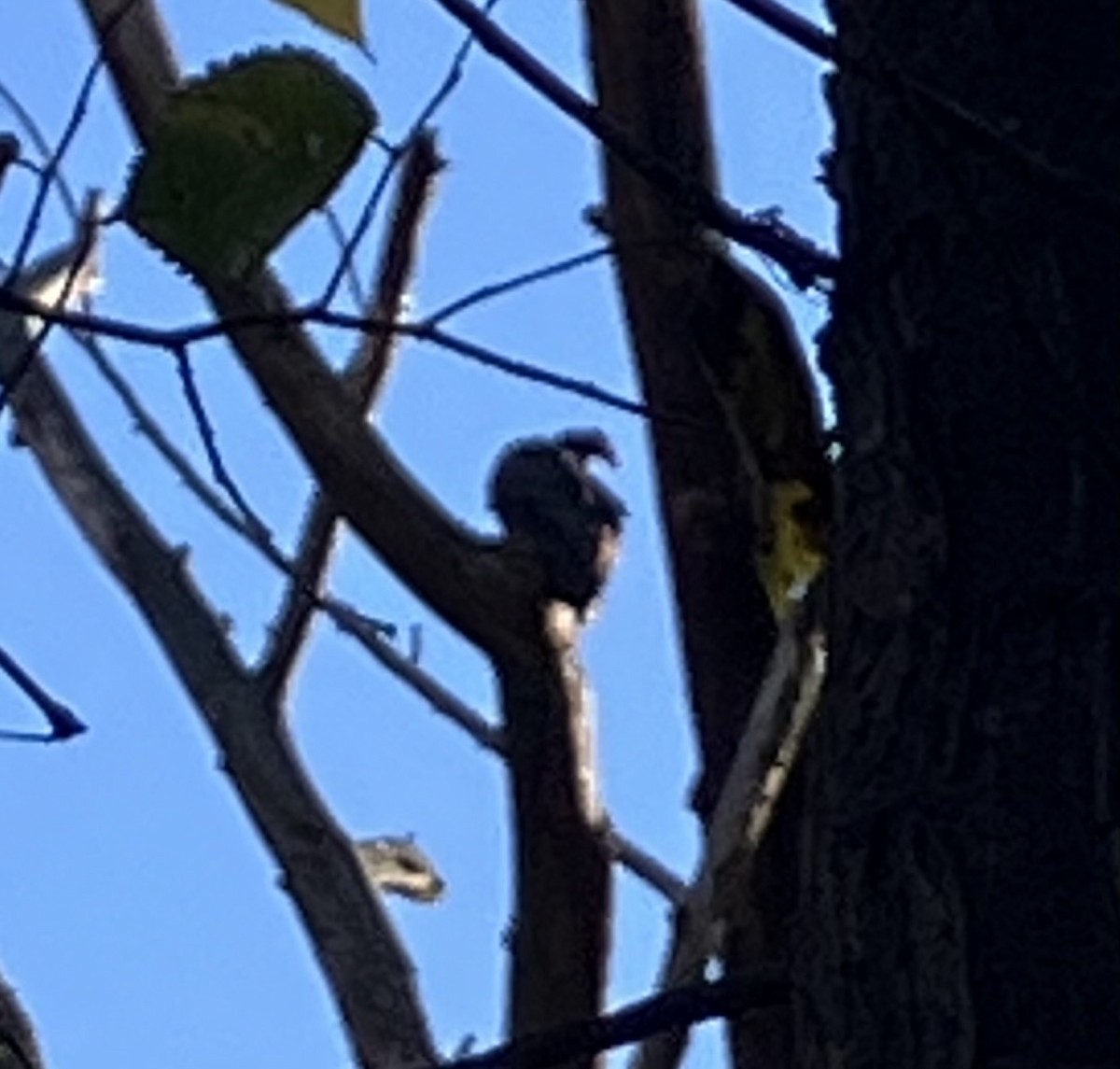 Turkey Vulture - ML644606661