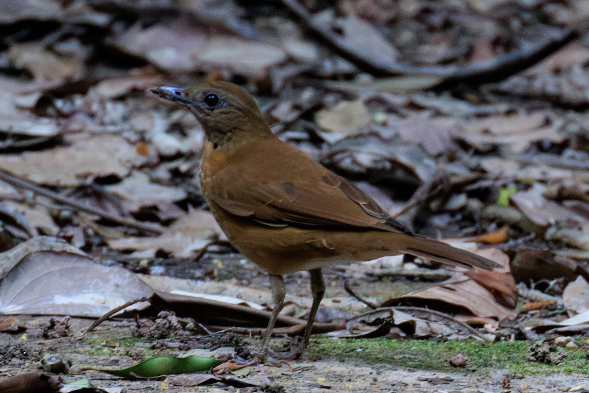 røyktrost - ML644606664