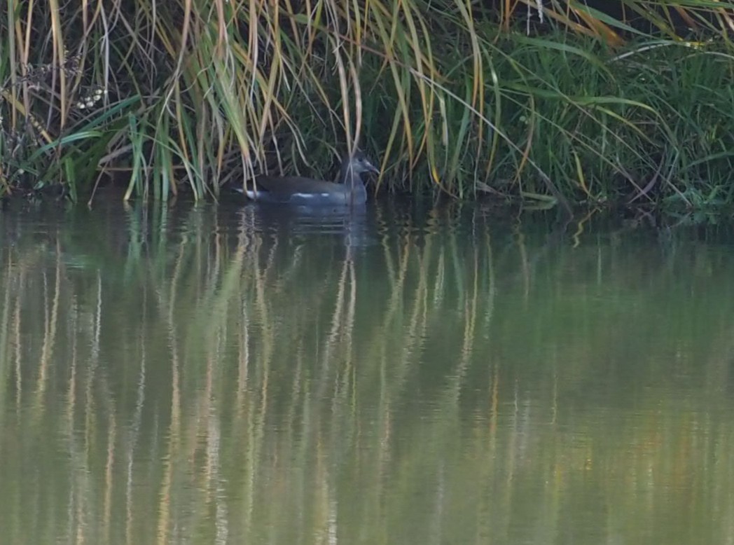 Common Gallinule - ML644606665