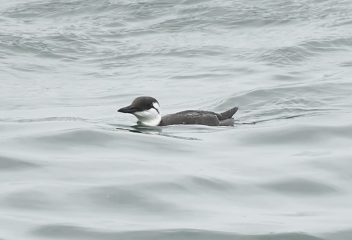 Common Murre - ML644606668