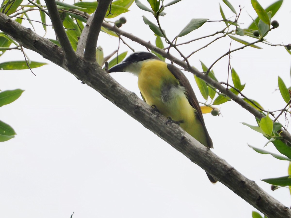 Boat-billed Flycatcher - ML644606674