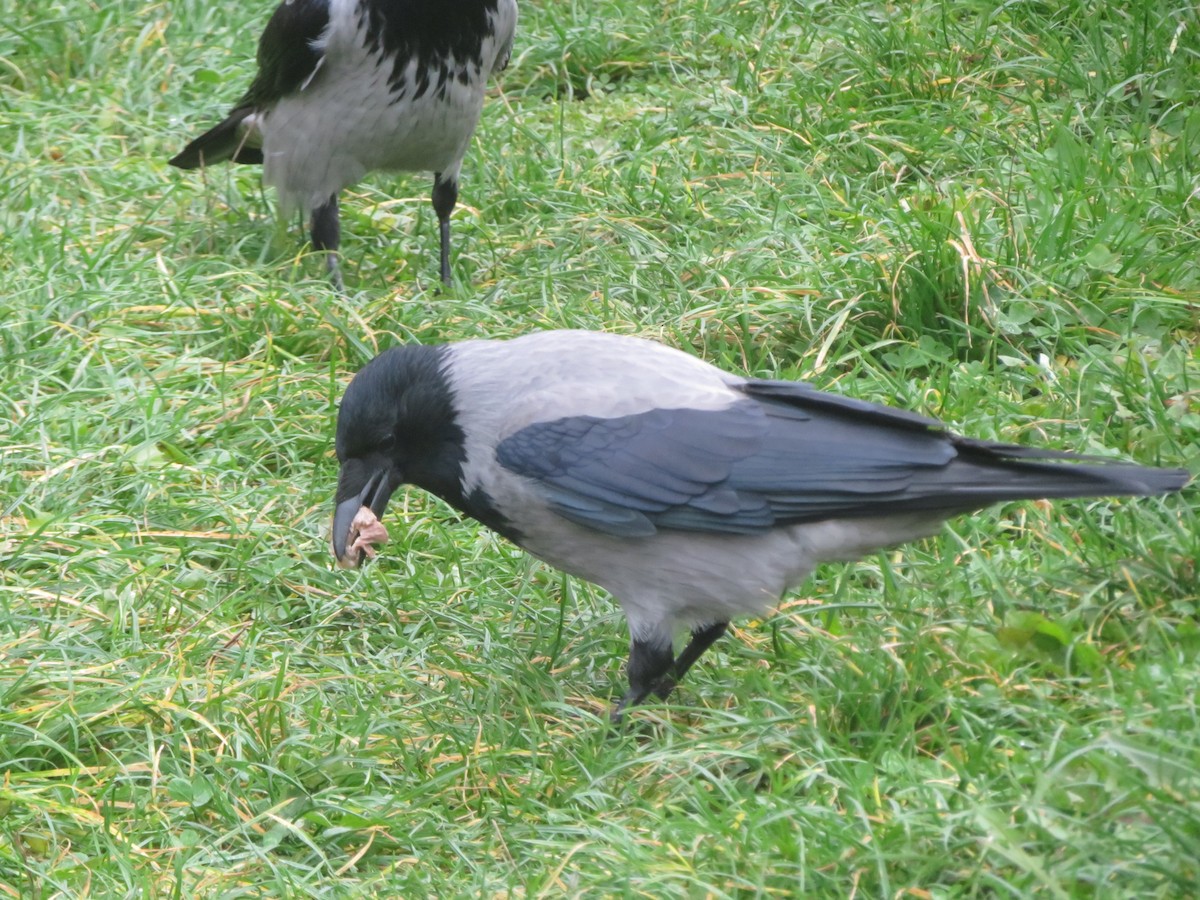 Hooded Crow - ML644606675