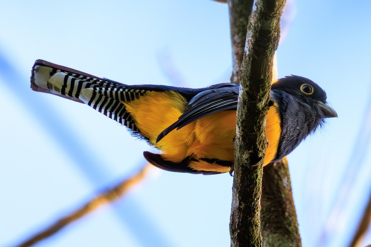 Фиолетовый трогон - ML644606678