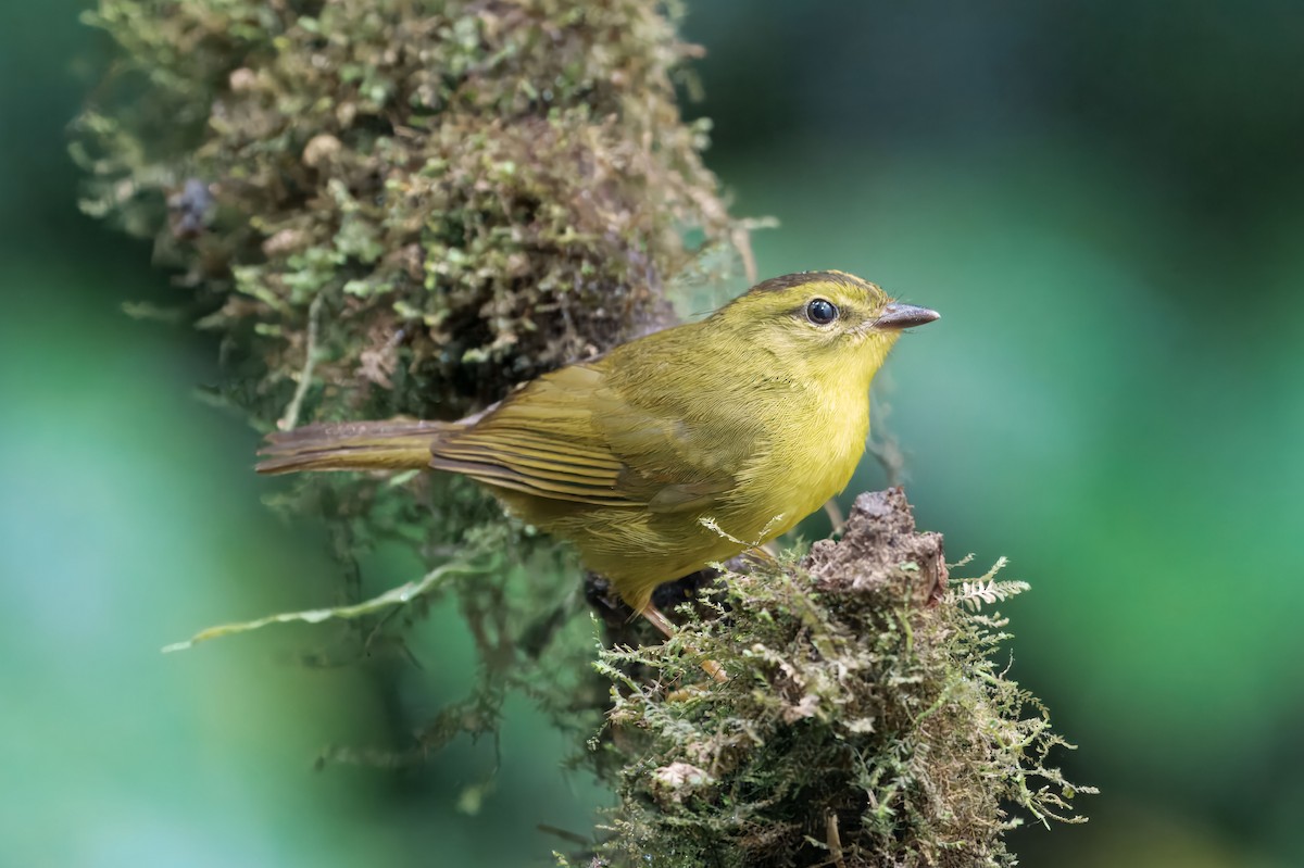 Choco Warbler - ML644606680