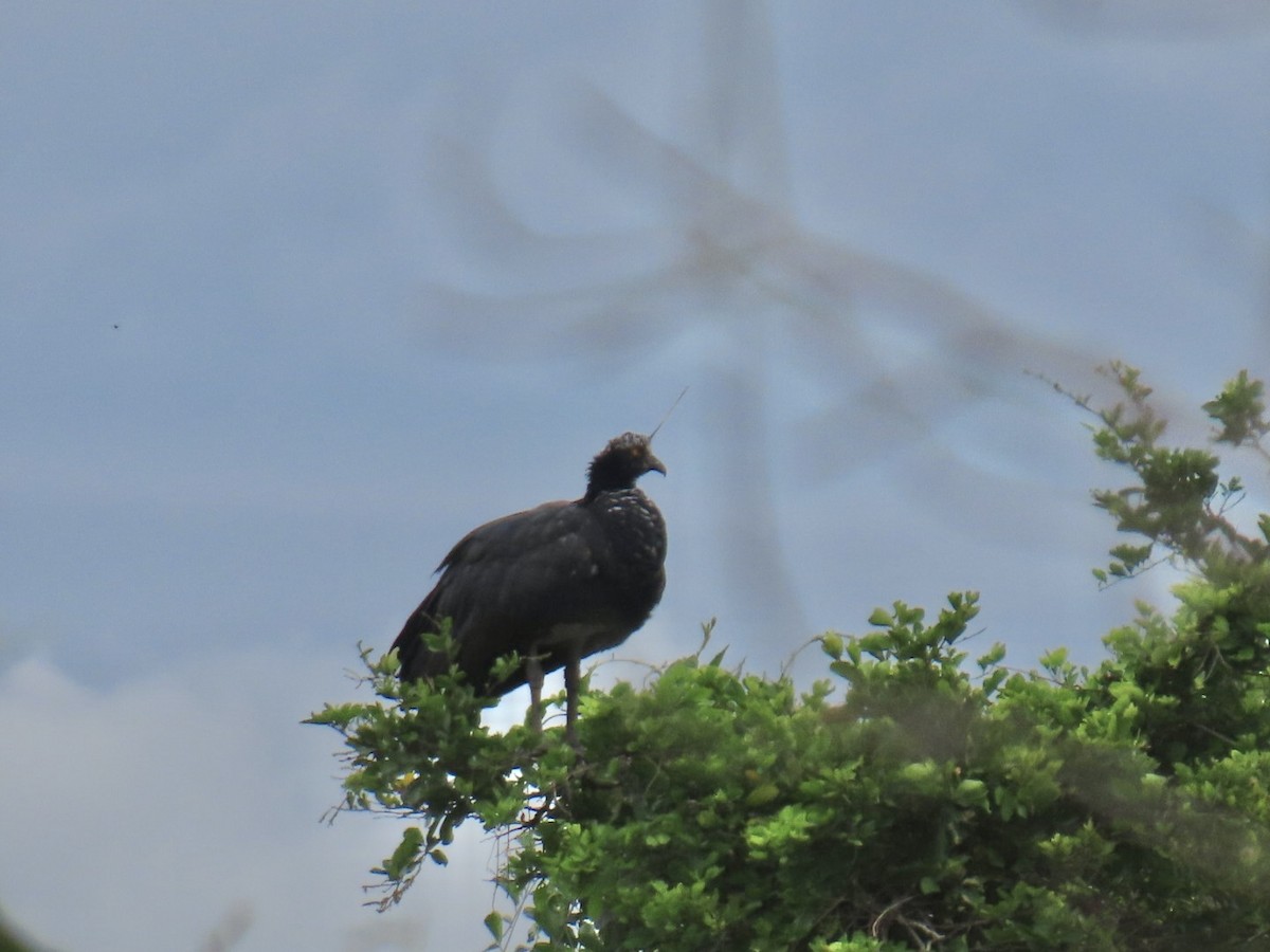 Horned Screamer - ML644606683