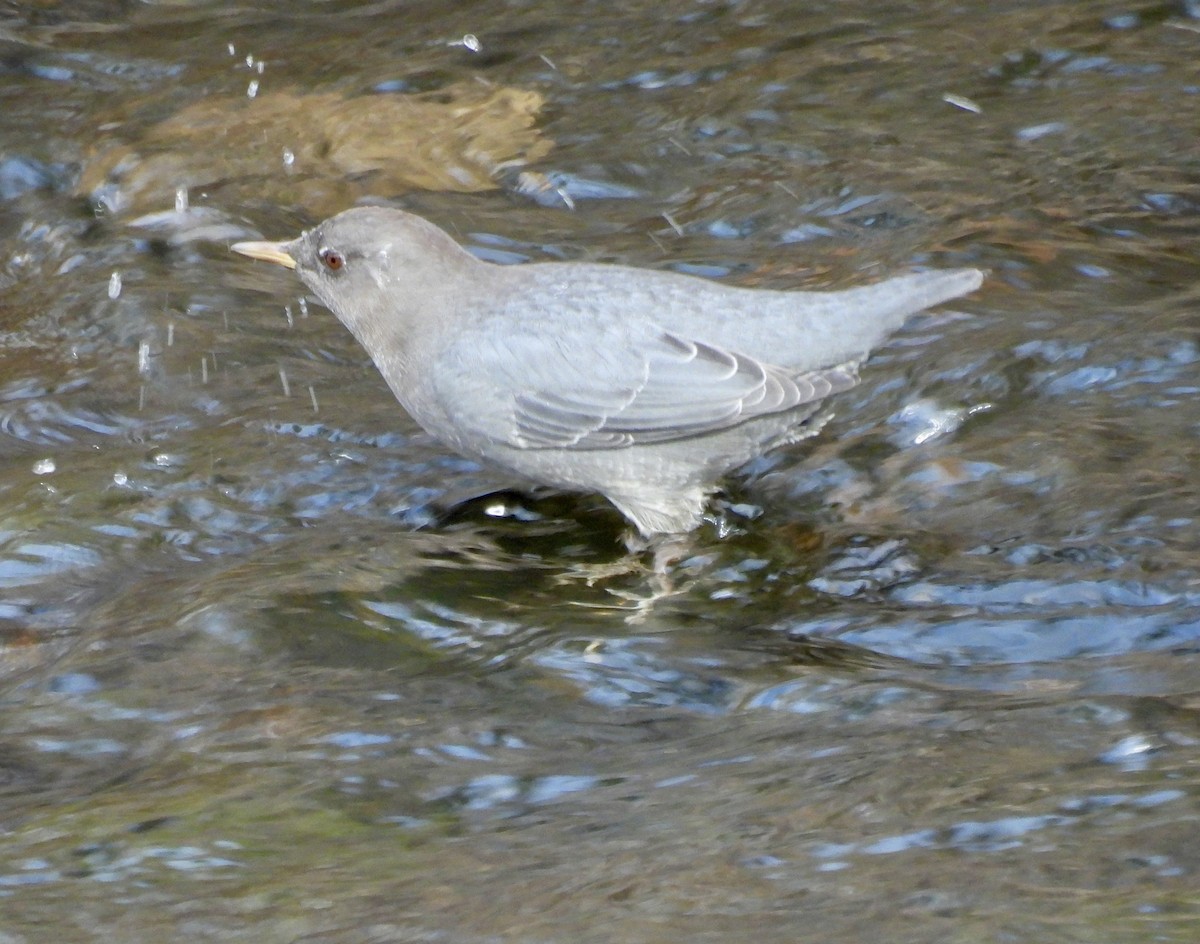 Ur-zozo iparramerikarra - ML644606684