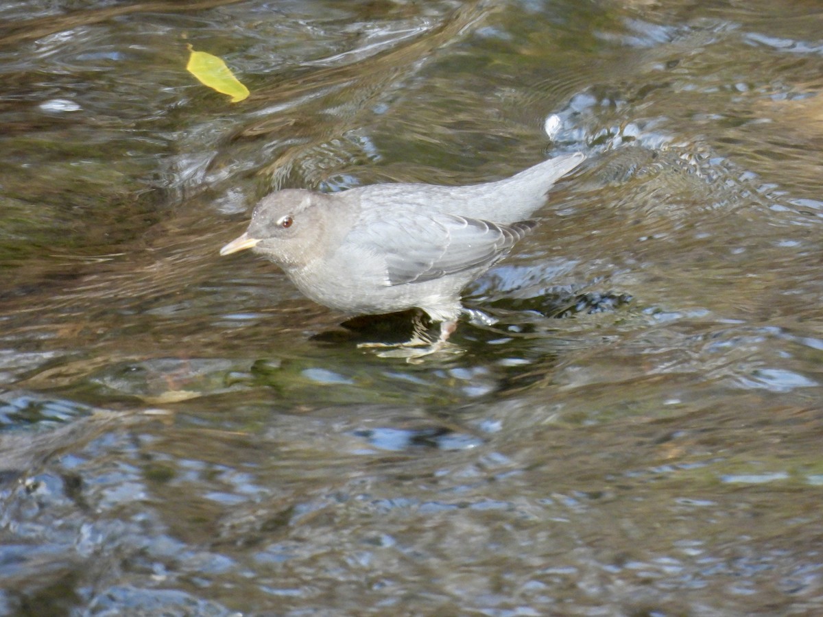 Ur-zozo iparramerikarra - ML644606685