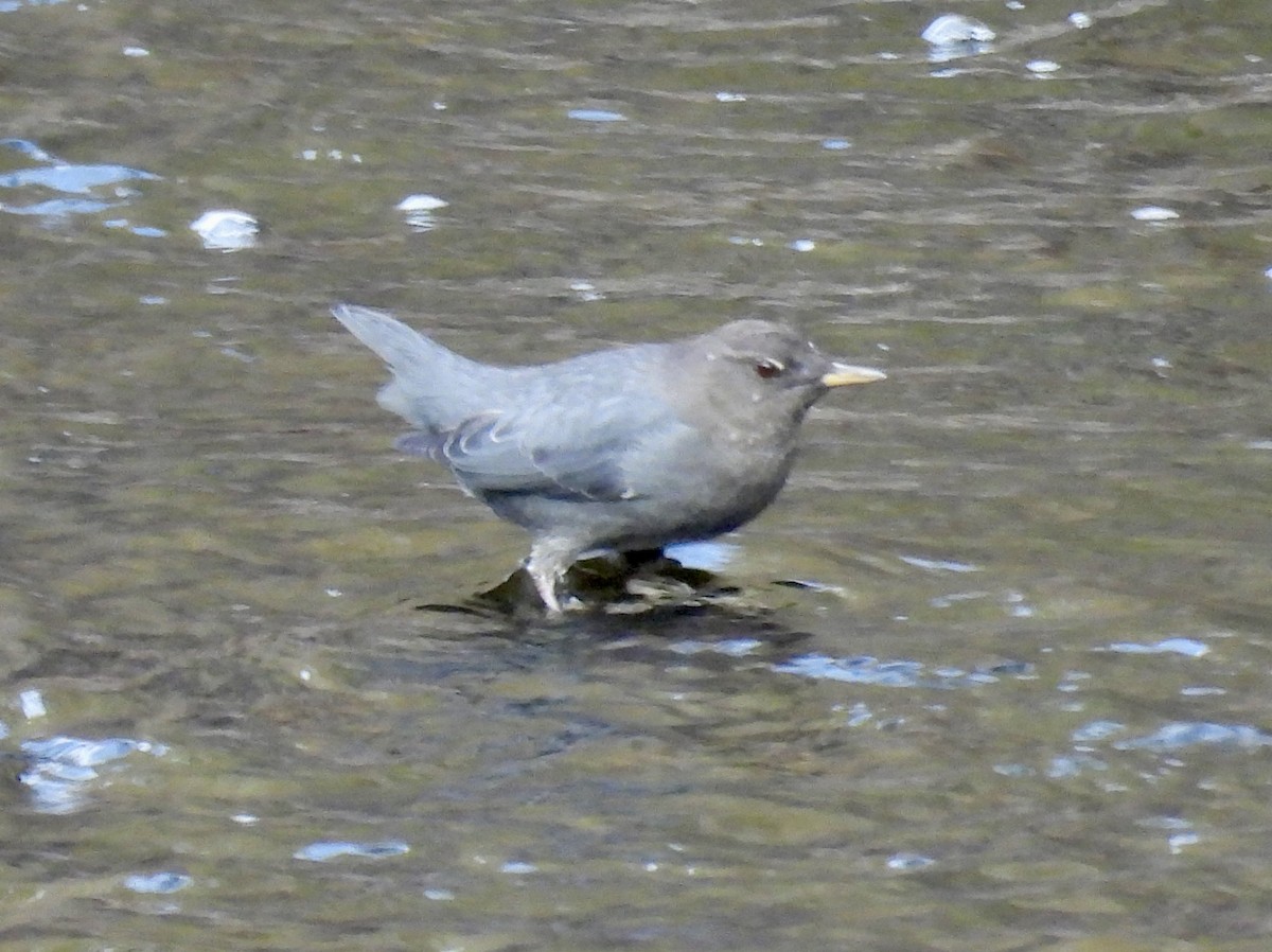 Ur-zozo iparramerikarra - ML644606686