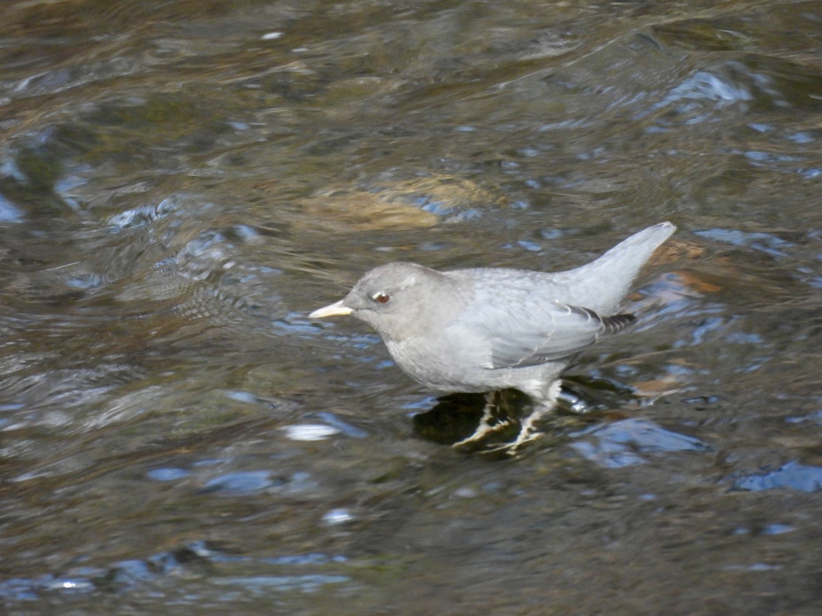 Ur-zozo iparramerikarra - ML644606687