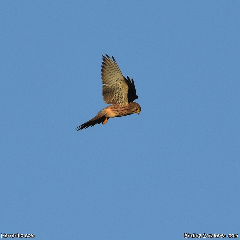 Turmfalke - ML644606688