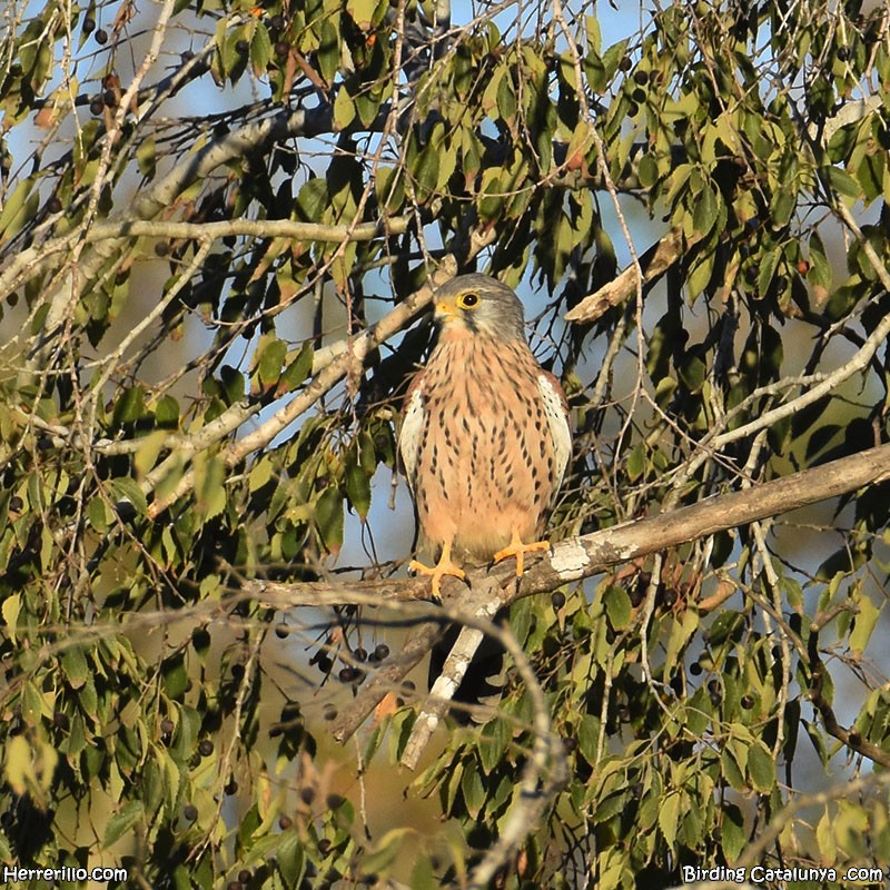 Turmfalke - ML644606689