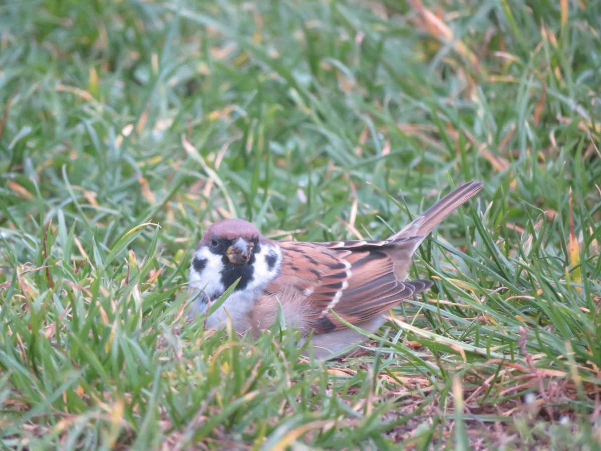 Ağaç Serçesi - ML644606691