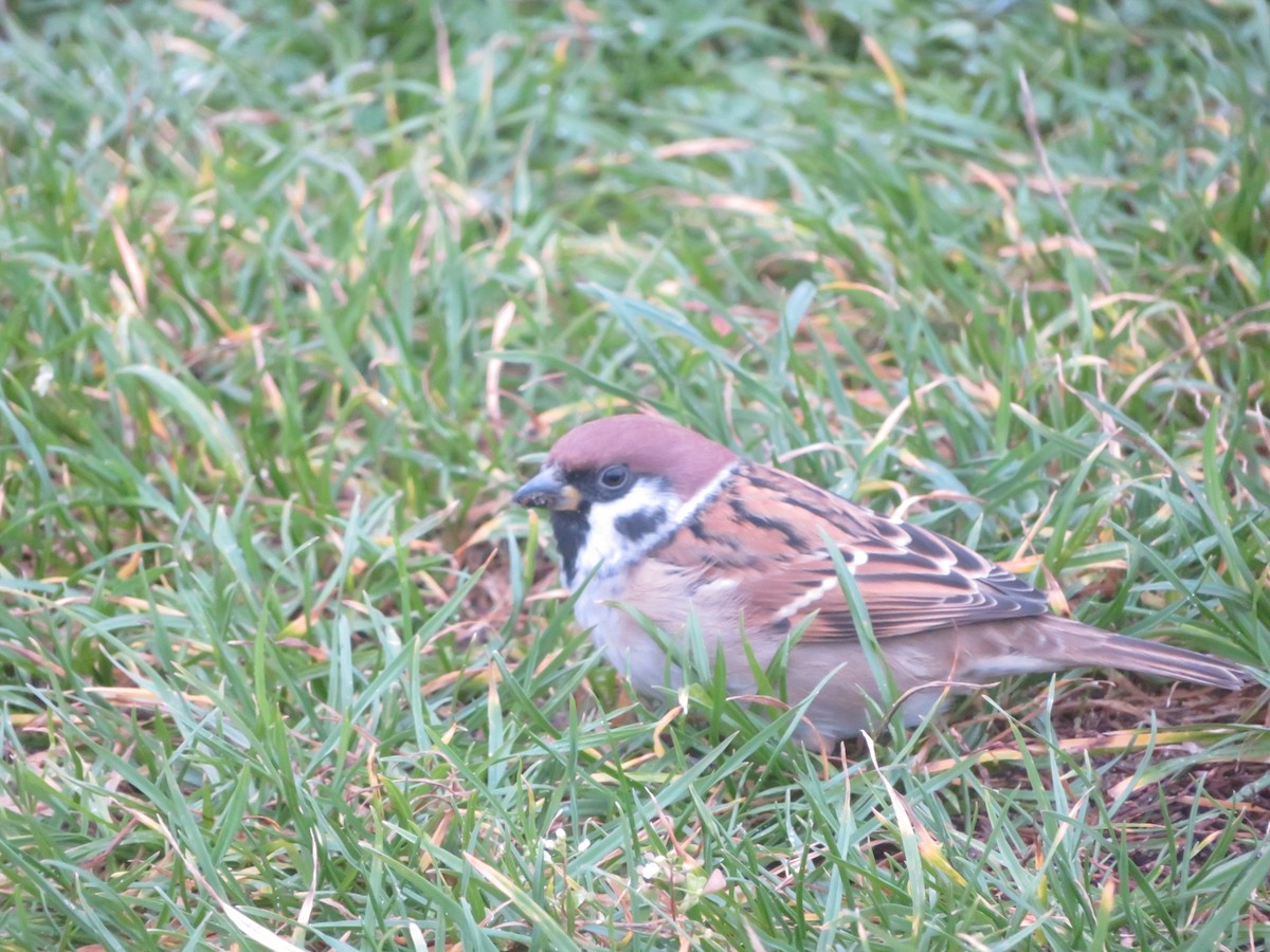 Ağaç Serçesi - ML644606692