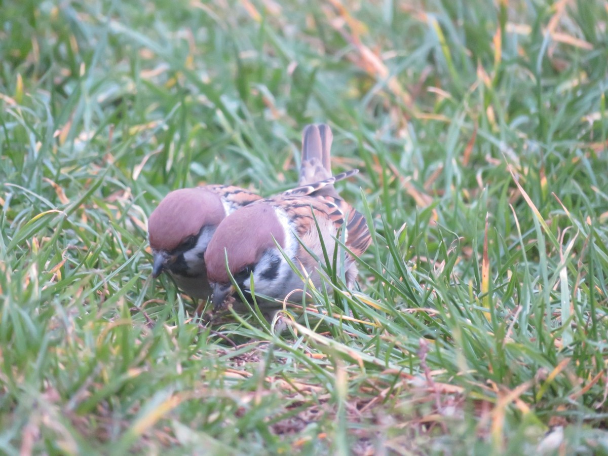 Ağaç Serçesi - ML644606693