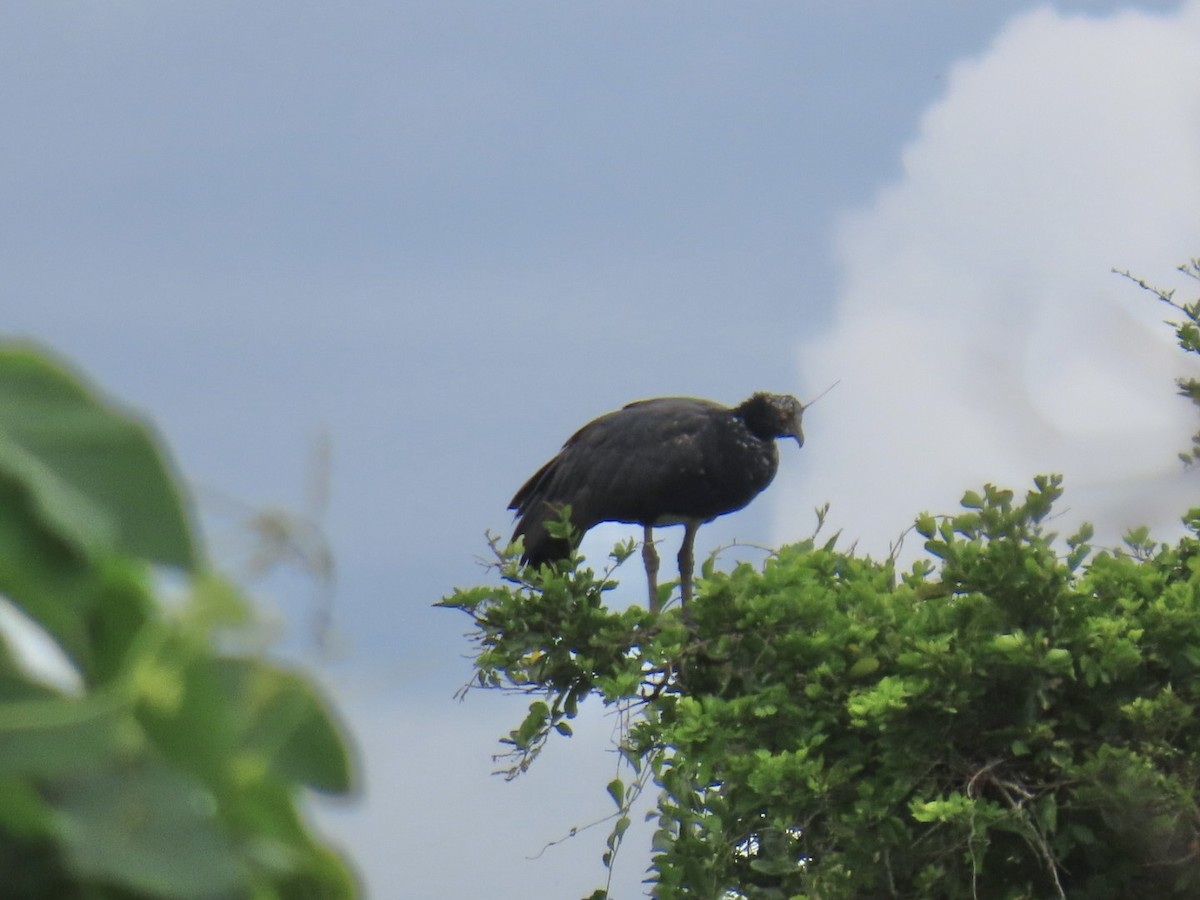 Horned Screamer - ML644606694