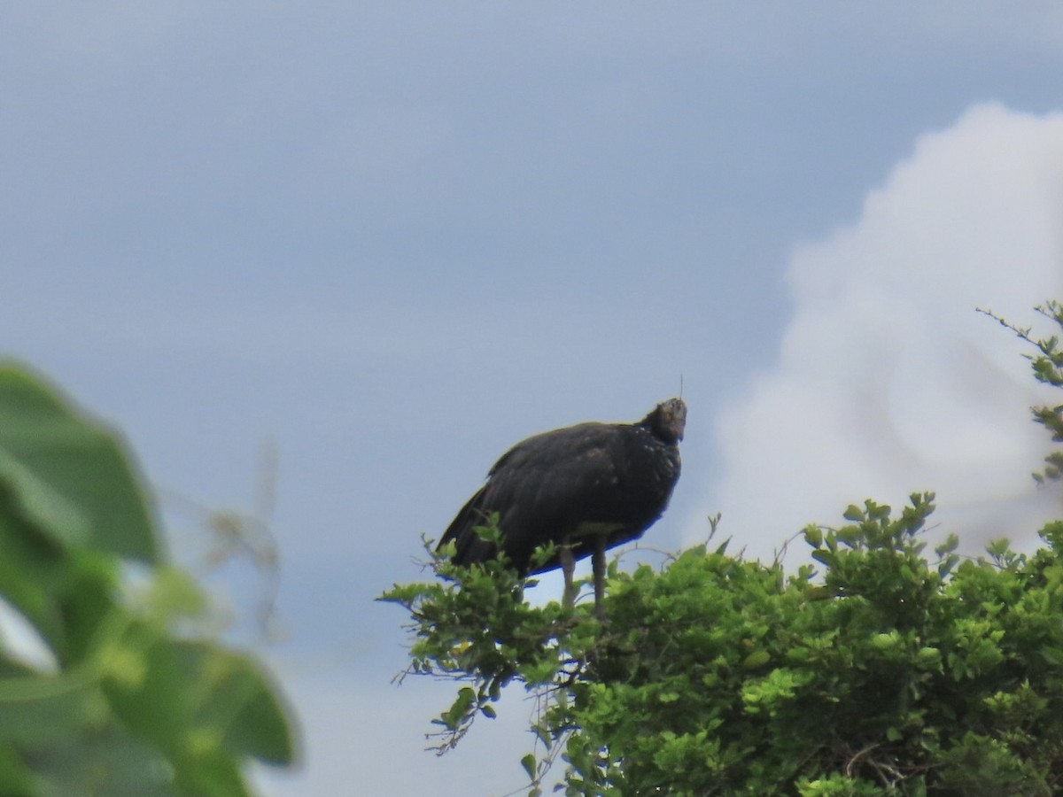 Horned Screamer - ML644606698