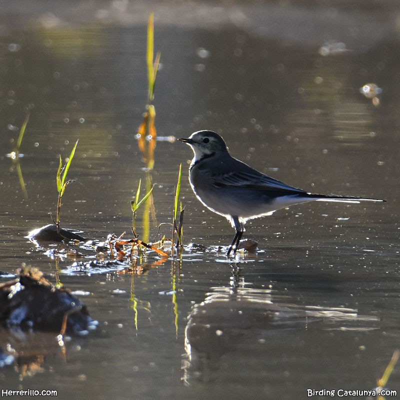 White Wagtail - ML644606701