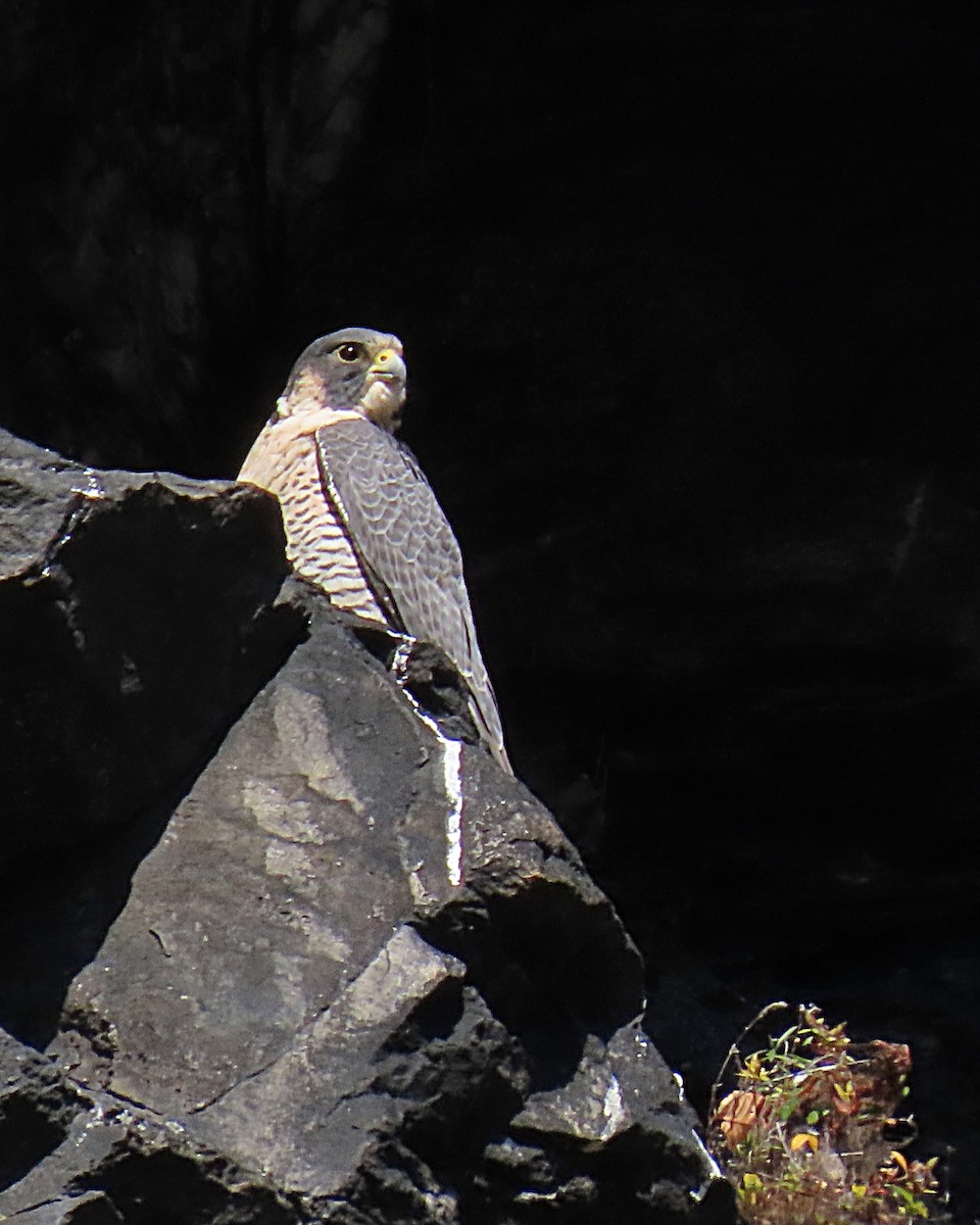 vandrefalk - ML644606702