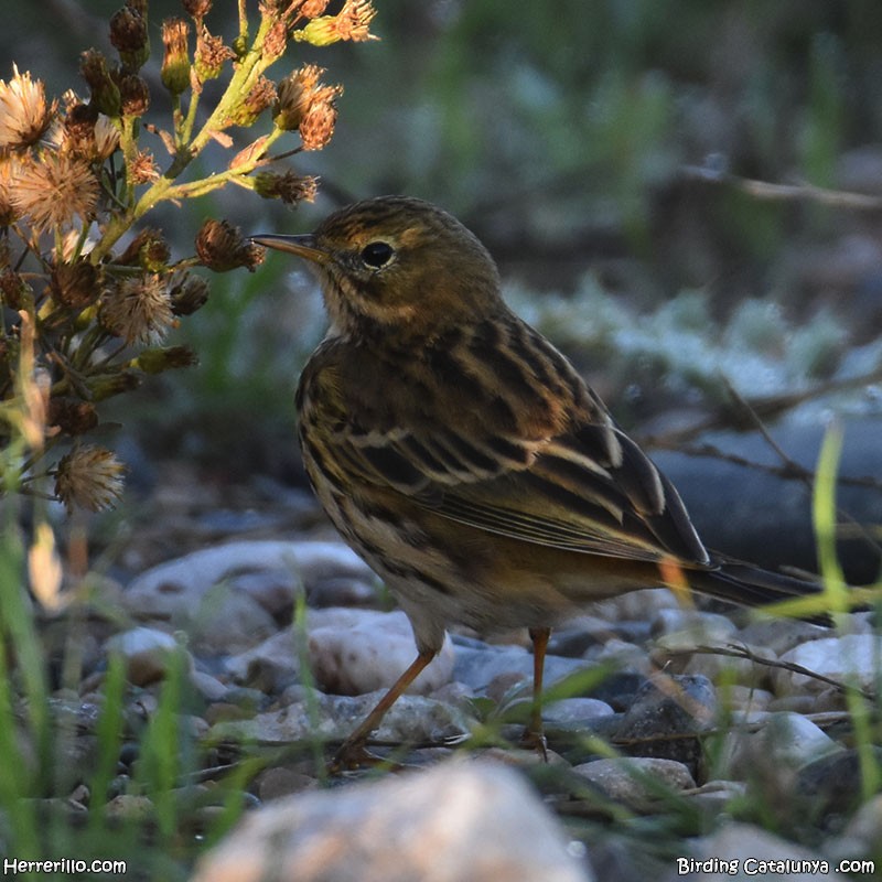 Negu-txirta - ML644606706