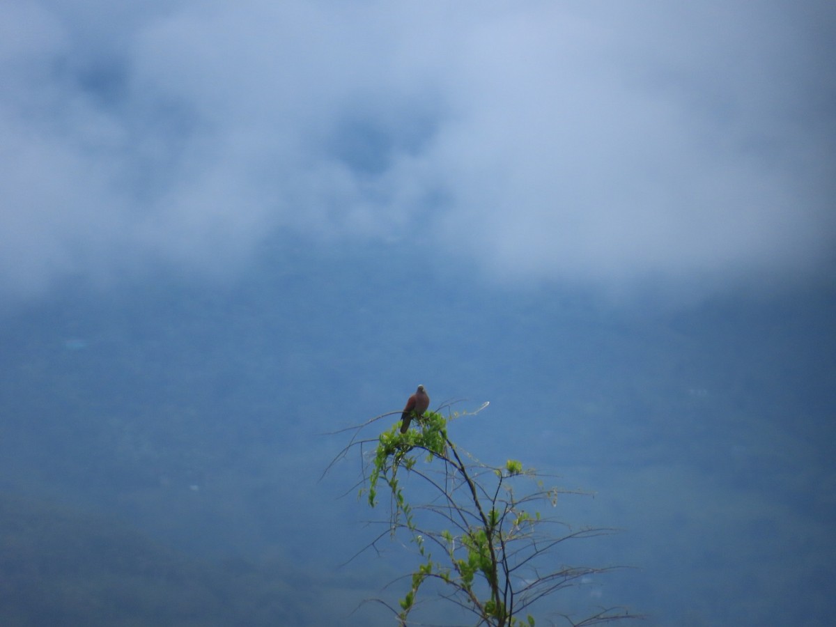Paloma Colorada - ML644606711