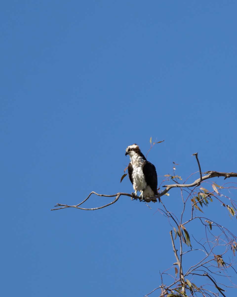 Osprey - ML644606715