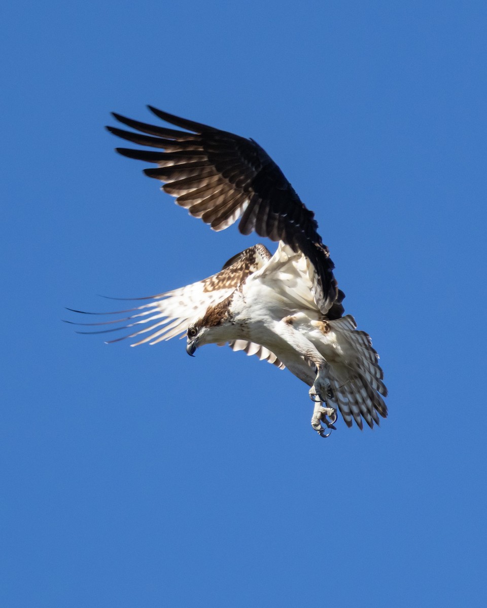 Osprey - ML644606716