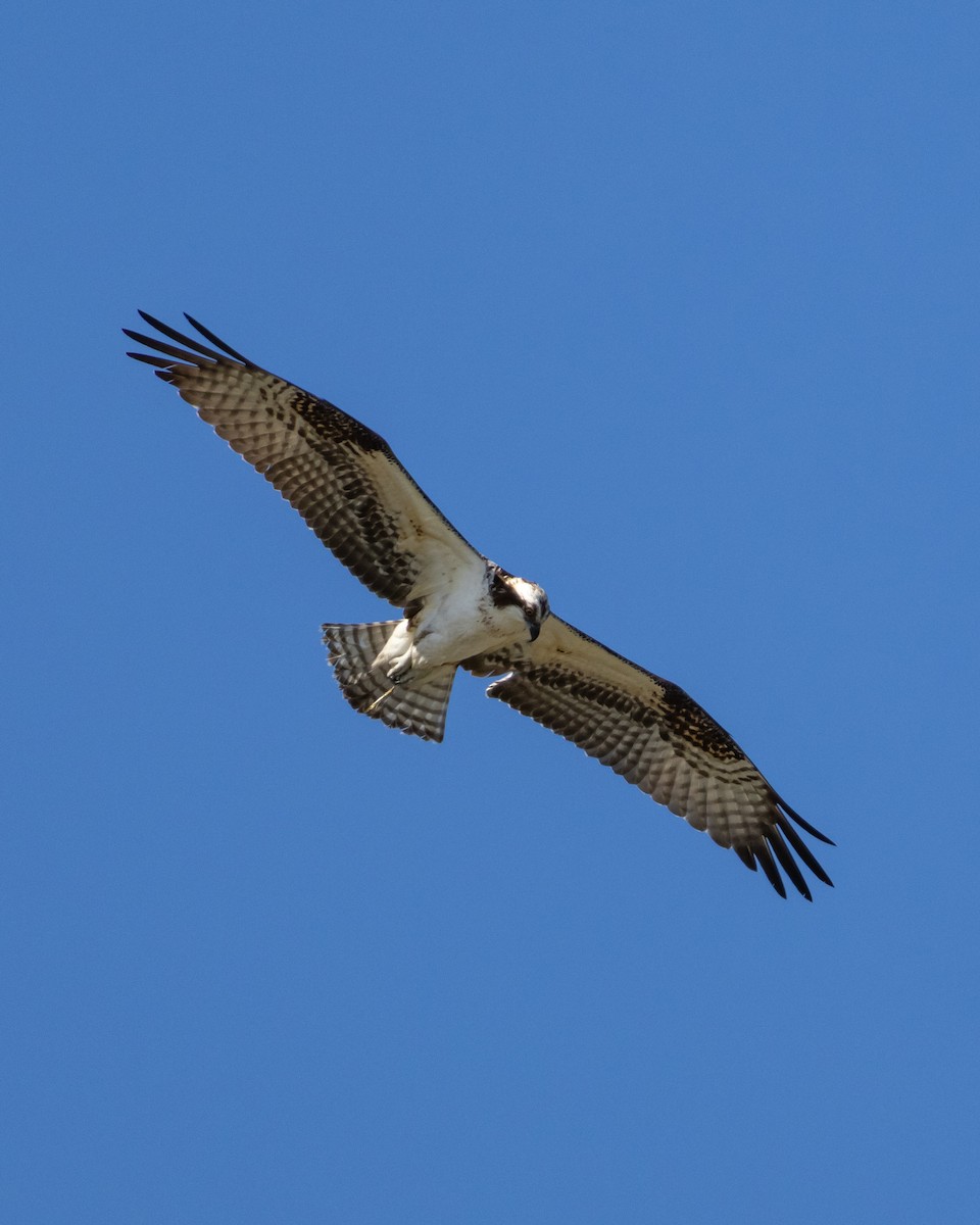 Osprey - ML644606717