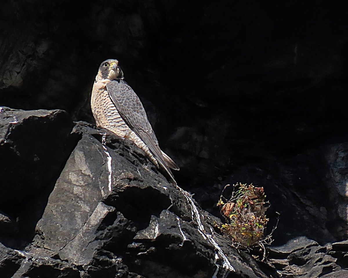 vandrefalk - ML644606718