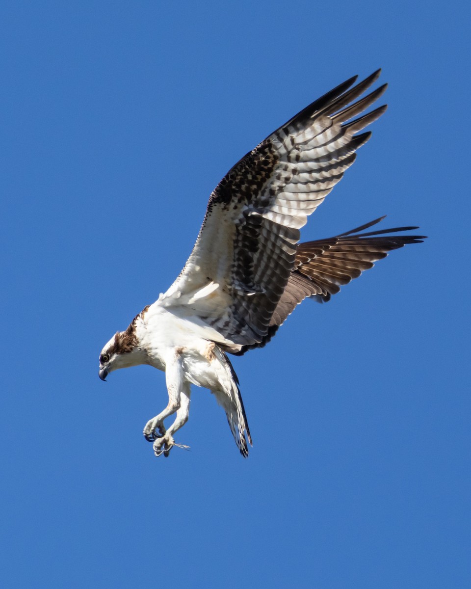 Osprey - ML644606719
