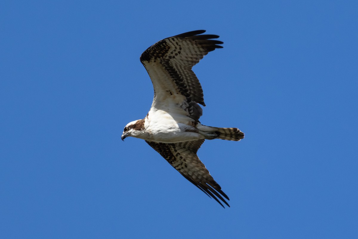 Osprey - ML644606720