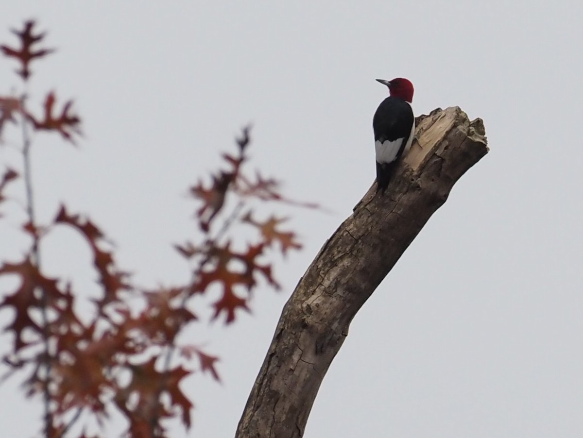 Red-headed Woodpecker - ML644606725
